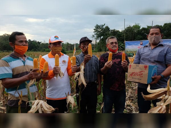 Bupati dan Wakil Bupati Sekadau Panen Raya Jagung Hibrida Milik Kelompok Tani Selalong 1