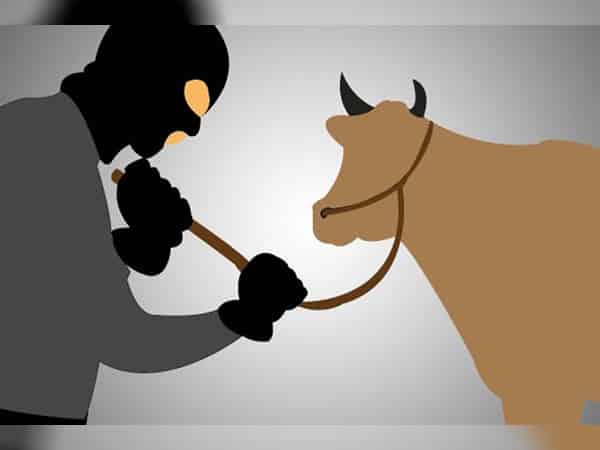 Dua Pencuri Kerbau di Kendawangan Diringkus Polisi