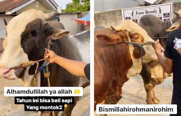 Hewan Kurban Milik Nikita Mirzani, Namanya Sugiono dan Brownies