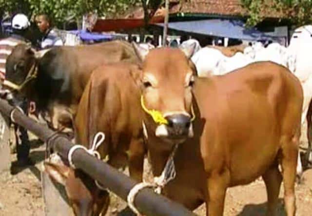 Jemaah Masjid Batal Berkurban, Uang Pembeli Sapi Diduga Dibawa Kabur Oknum Mahasiswa