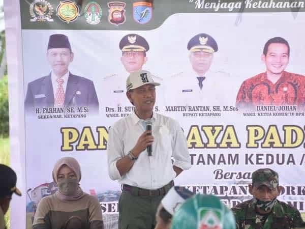 Sekda Ketapang Tegaskan Pemkab Akan Beli Beras dari Petani untuk Bantuan Sosial