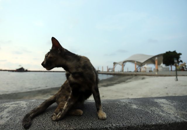 Viral Video Kucing Freezing, Ini Penjelasan Dokter Hewan