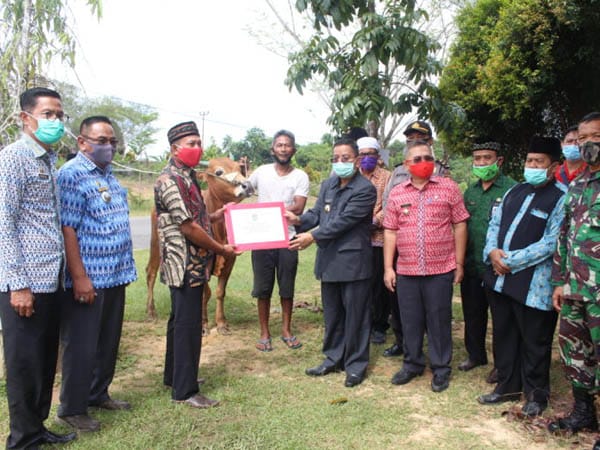 Pemkab Sekadau Salurkan 9 Ekor Sapi Qurban