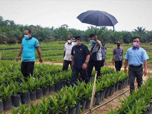 Bupati Aron Tinjau Penangkaran dan Pembenihan Bibit Kelapa Sawit