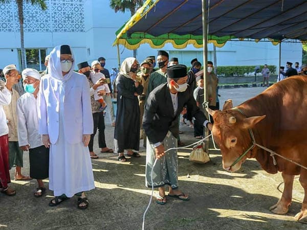 Pemprov Kalbar Siapkan Hampir 90 Ekor Sapi Kurban Untuk Idul Adha 1444 Hijriah