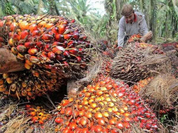Alfian Salam Buka Rakor Pembahasan RKP DBH Sawit Kalbar 2024
