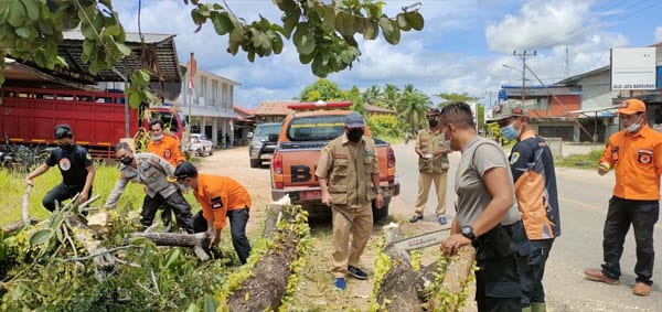 Polsek Nanga Pinoh dan BPBD Sinergi Bersihkan Pohon Tumbang