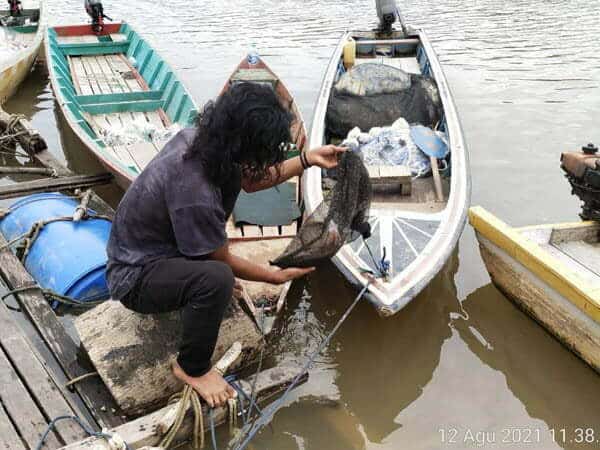 Sungai Sekadau Mulai Jernih
