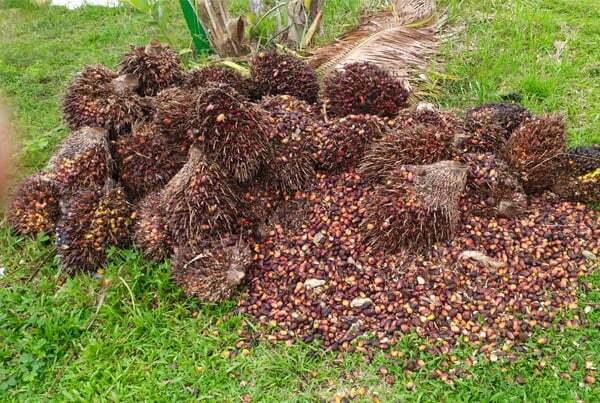 Polres Sekadau Ungkap Kasus Pencurian Sawit
