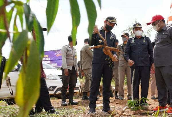 Bupati Sis Siap Carikan Pasar untuk Petani Ubi di Selimbau