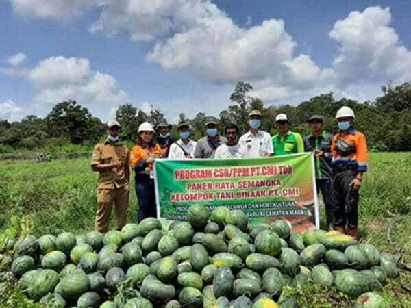 Petani Binaan CMI Panen Semangka Hingga Lima Ton