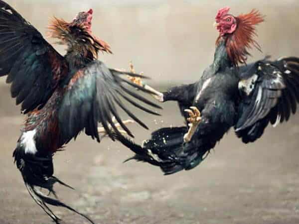 Polisi Gerebek Judi Sabung Ayam di Benua Kayong Ketapang