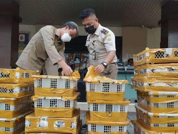 Balai Karantina Pertanian Pontianak Sita Ratusan Burung Berkicau