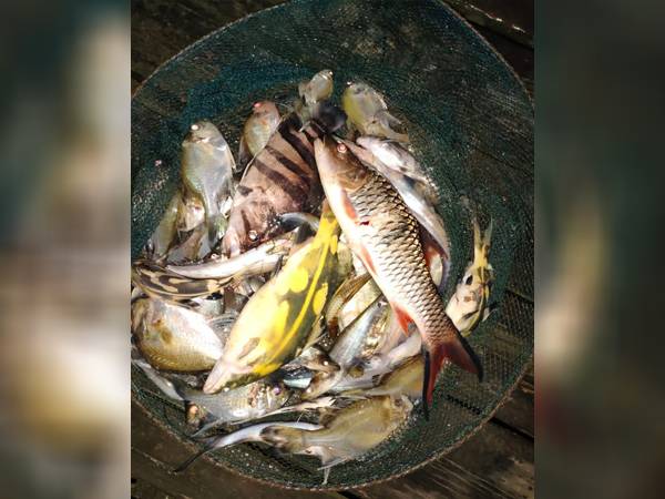 Air Sungai Sepatah dan Retok Tercemar, Diduga Karena Kebocoran Limbah Sawit