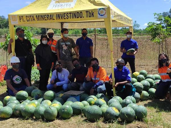 Kelompok Tani Binaan CMI Berhasil Tingkatkan Hasil Panen Semangka Sebanyak 4 Ton