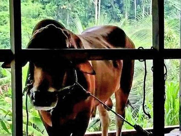 Sapi Kurban Bantuan Jokowi Untuk Sanggau Diduga Terinfeksi Penyakit Mulut dan Kuku 
