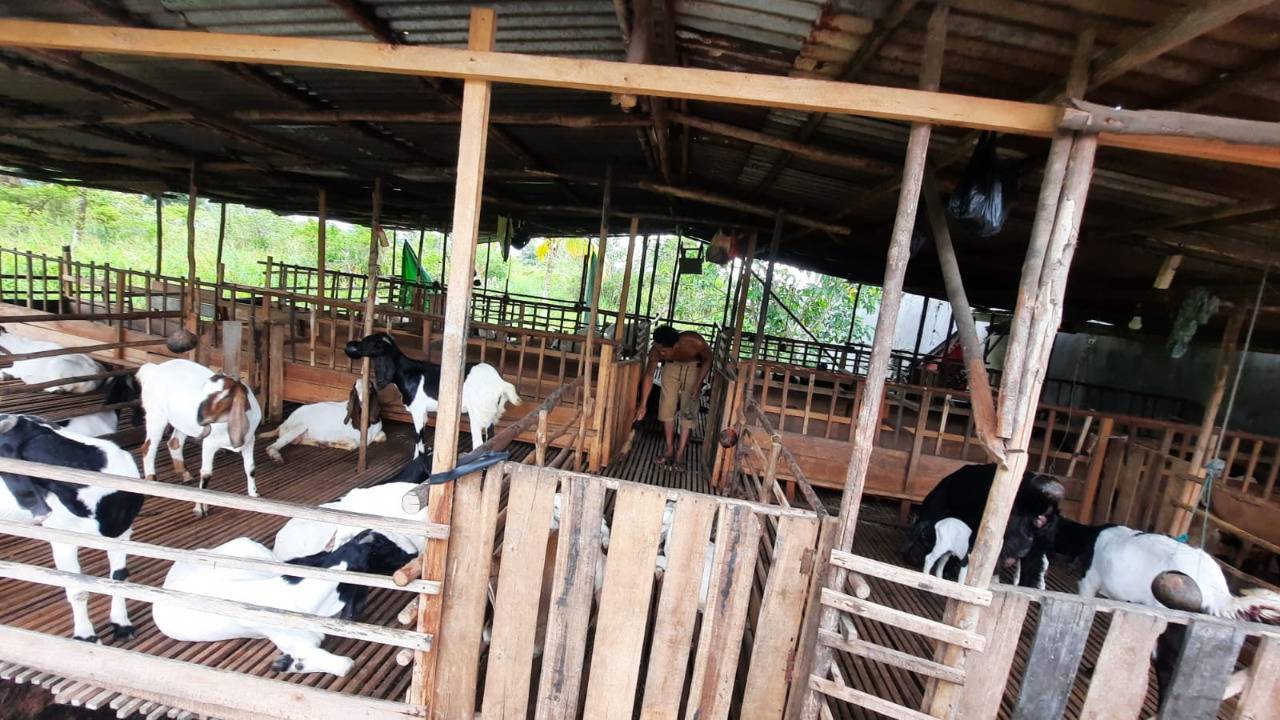 Waduh! Ratusan Hewan Ternak di Kalbar Idap PMK, Kubu Raya Terbanyak