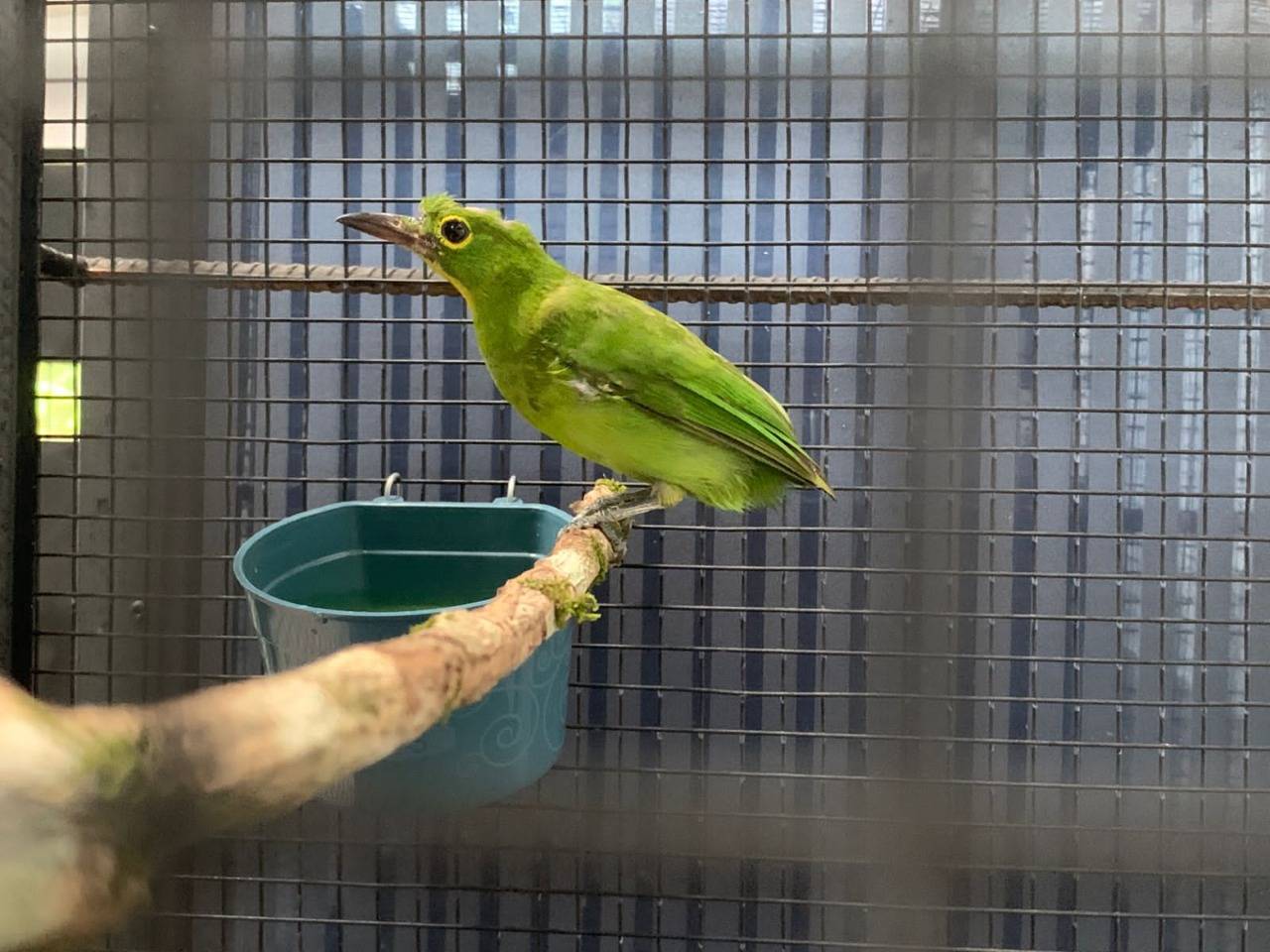 Yayasan Planet Indonesia Dorong Perlindungan Burung Berkicau di Kalimantan Barat