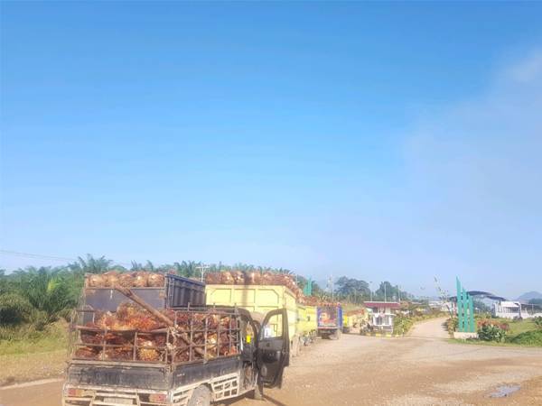 Langkah PT LAP Beli TBS di Atas Harga Pasar, Dukung Petani Swadaya Hadapi Krisis Penurunan Harga