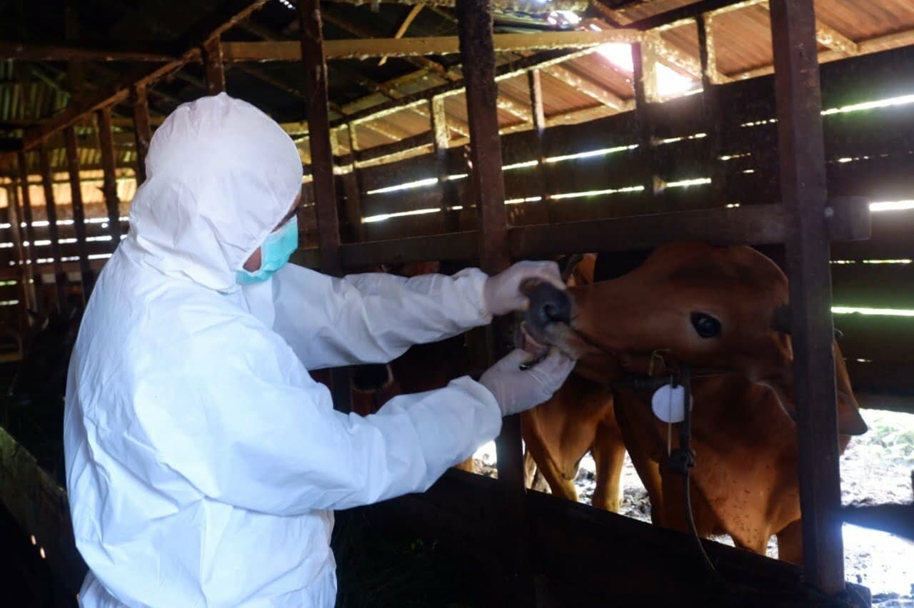 Jelang Idul Adha 2022, Polda Kalbar bersama Disbunak Kalbar Gelar Disinfektasi Hewan Ternak