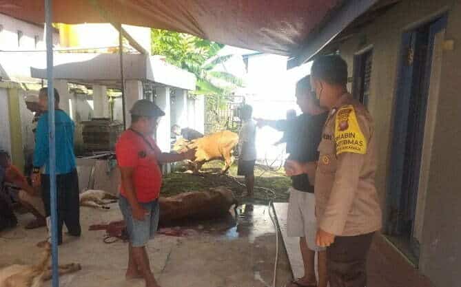 Pastikan Hewan Kurban Aman Dikonsumsi Masyarakat, Satgas Cegah PMK Polres Ketapang Pantau Proses Penyembelihan Hewan Kurban