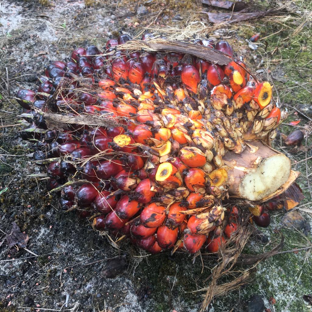 Nasib Petani Sawit yang Jadi Anak Tiri di Rumah Sendiri