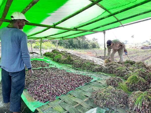 Kelompok Tani Binaan CMI Sukses Panen Perdana Bawang Merah di Desa Karya Baru