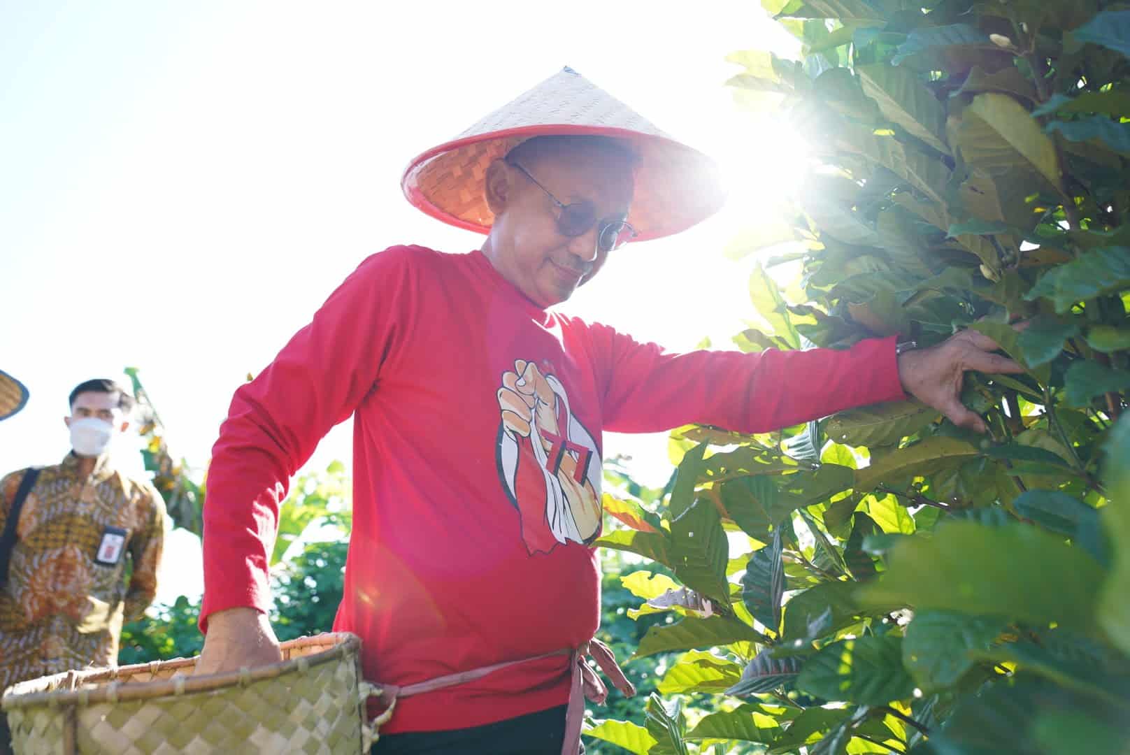 Sulap Lahan Gambut Jadi Kebun, Wako Edi Panen Perdana 1.200 Pohon Kopi Liberika di Gang Flora