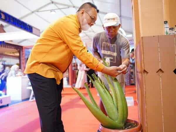 Lidah Buaya Pontianak Jadi Primadona di Pameran ICE Rakernas Apeksi XV