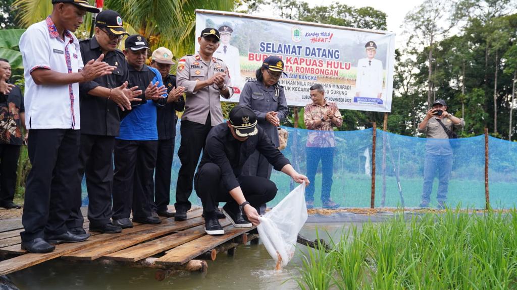 Bupati Kapuas Hulu Lepas 6000 Bibit Ikan Nila di Desa Lubuk Antuk Hulu Gunung