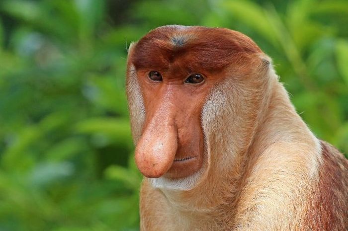 Lantamal Pontianak Gagalkan Penyelundupan Satwa Dilindungi yang Dibawa Kapal Vietnam