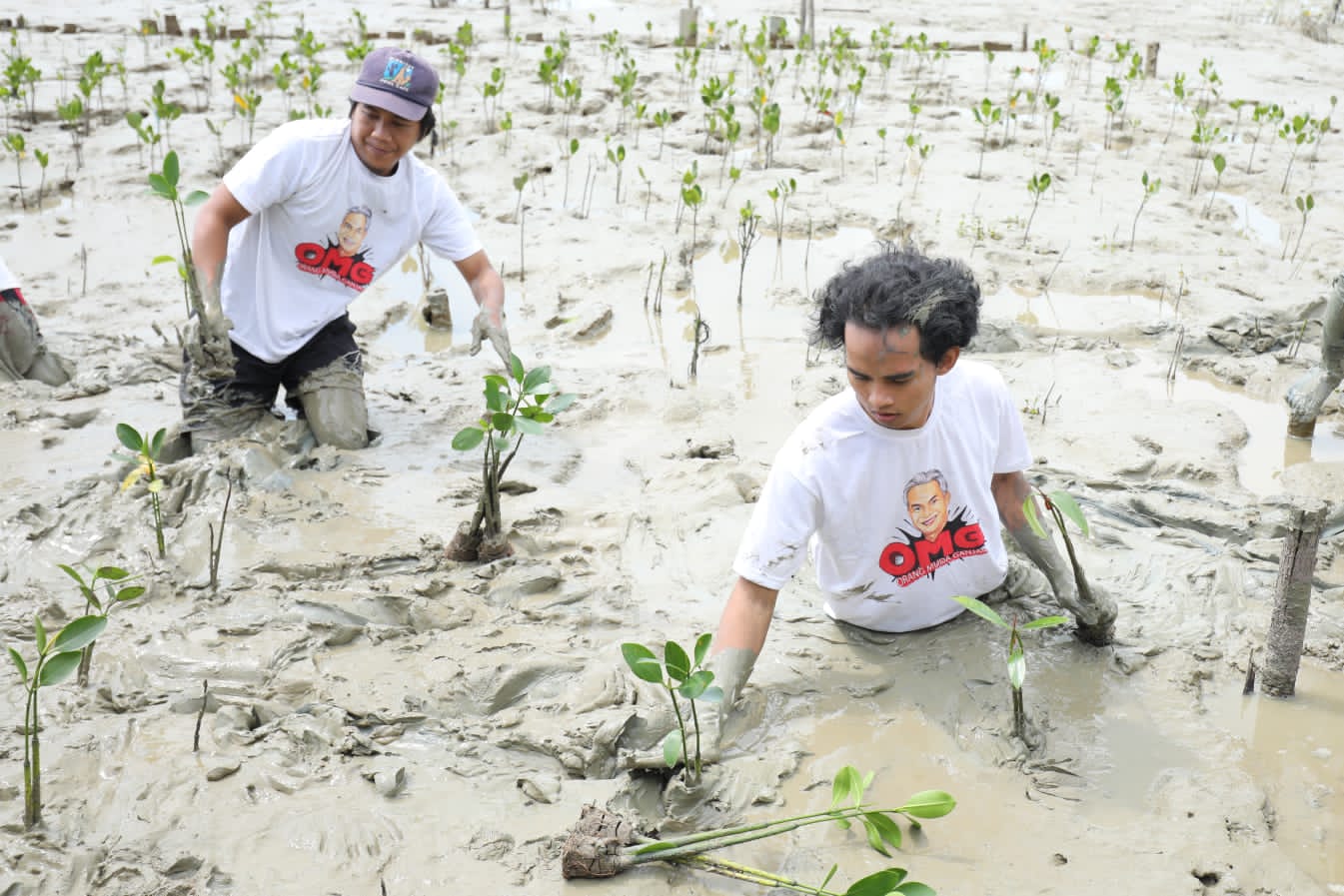 Jaga Ekosistem Pantai, Orang Muda Ganjar Kalbar Tanam 500 Bibit Mangrove di Mempawah