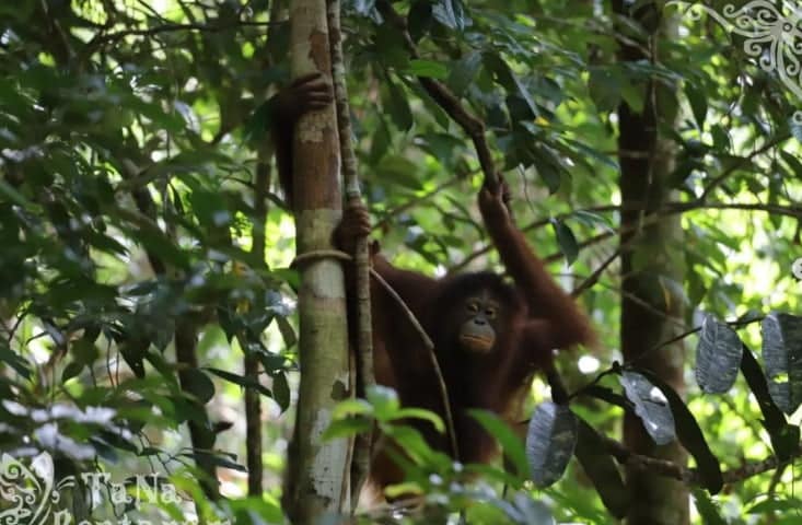 Walhi Laporkan Dugaan Kerusakan Ekologis Hutan dan Pelanggaran HAM oleh PT Mayawana Persada