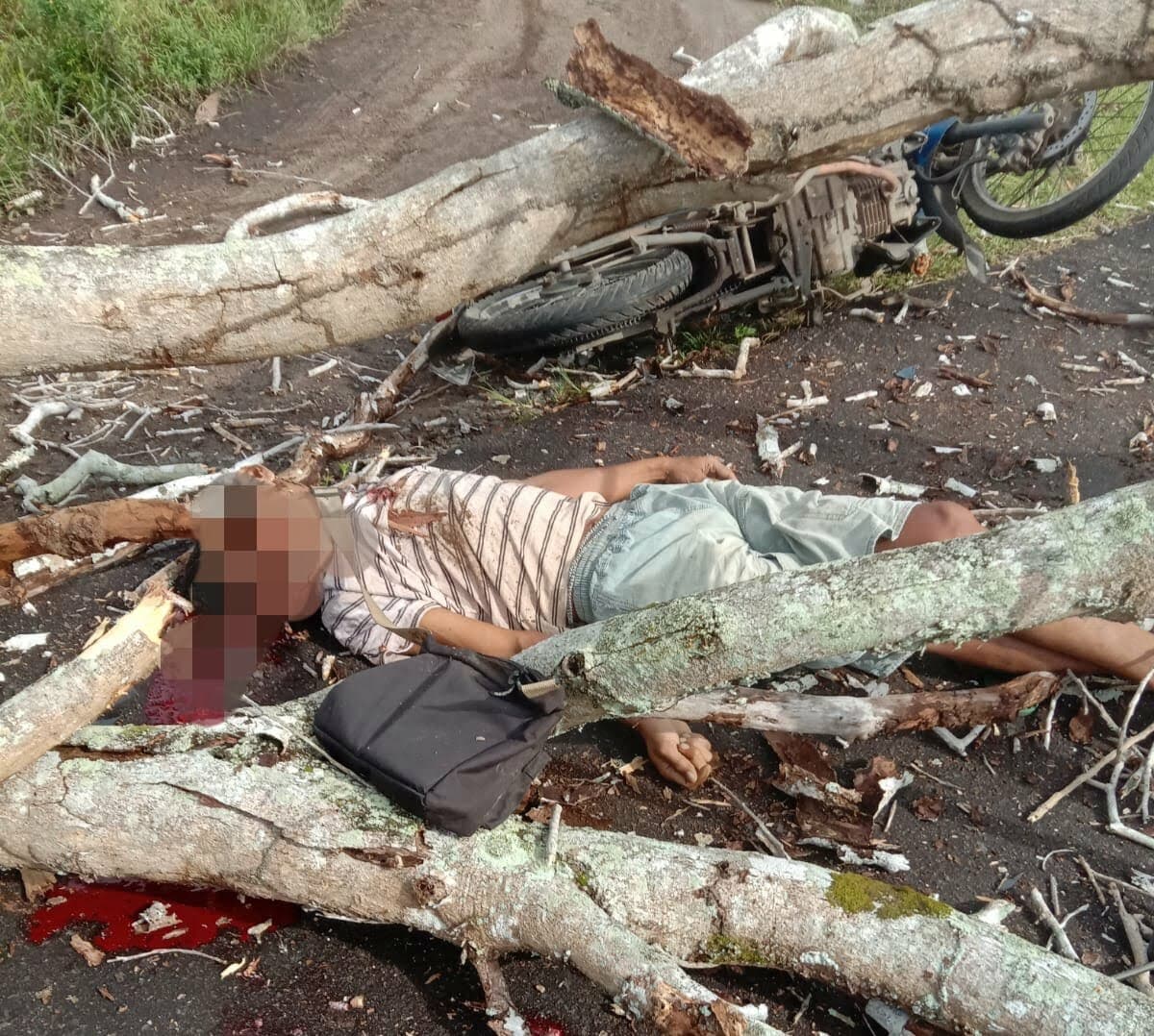 Pengendara Motor Tewas Tertimpa Pohon Tumbang di Ketapang