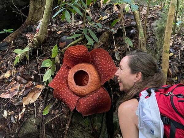 Eksplorasi Bunga Bangkai, Rombongan Jurnalis Kalbar Ekspedisi ke Gunung Gading Sarawak