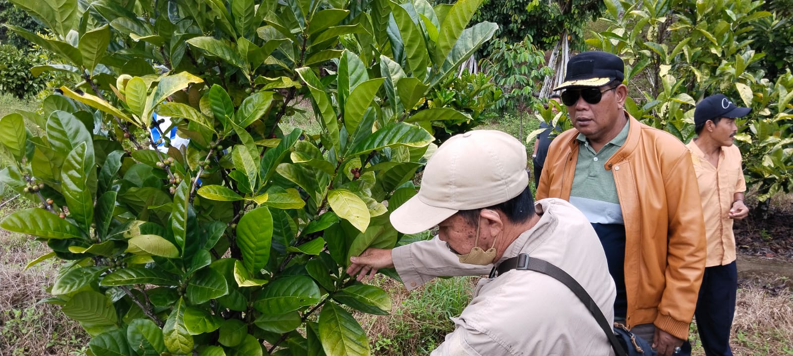 Mirip Jati Ternyata Kopi, Bupati Citra Jadi Penasaran