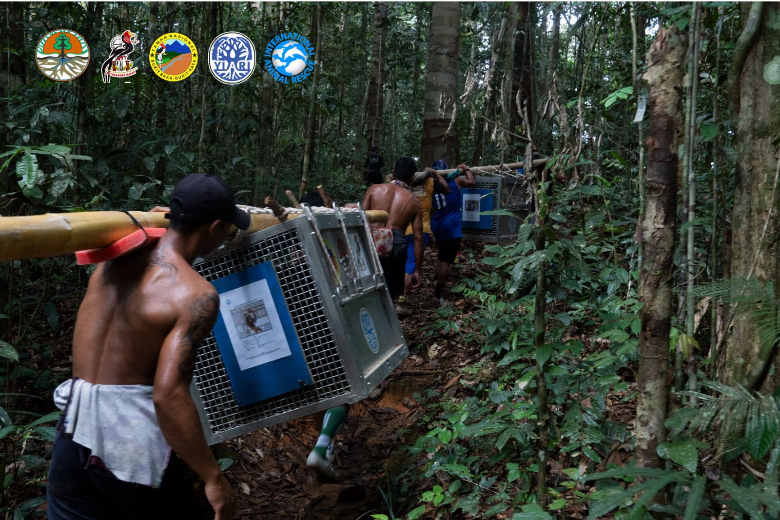 BKSDA Kalbar Kembalikan 6 Individu Orang Utan ke Alam