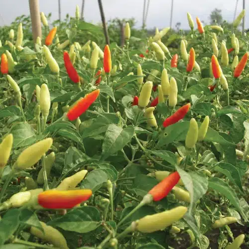 Sejumlah Komoditas Sumbang Kenaikan Indeks Harga Bulan Agustus