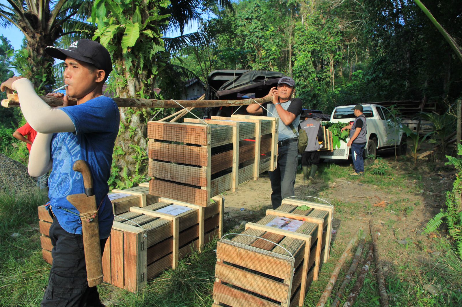 Pelepasliaran 5 Ekor Binturong di Bukit Oha’k, Upaya Pulihkan Keseimbangan Ekosistem