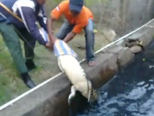 Masuk Permukiman Warga di Pontianak, Buaya Muara Sepanjang 2 Meter Ditangkap BKSDA Kalbar