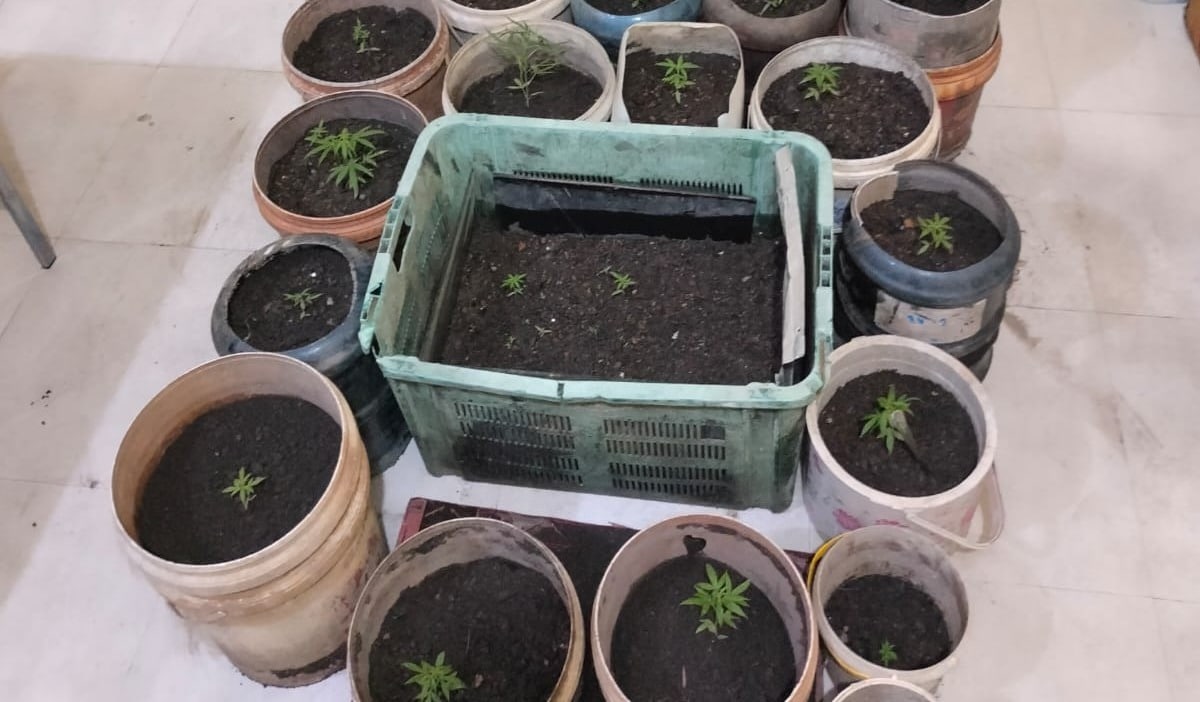 Tanam 24 Batang Ganja, Buruh Lepas di Kubu Raya Ditangkap Polisi