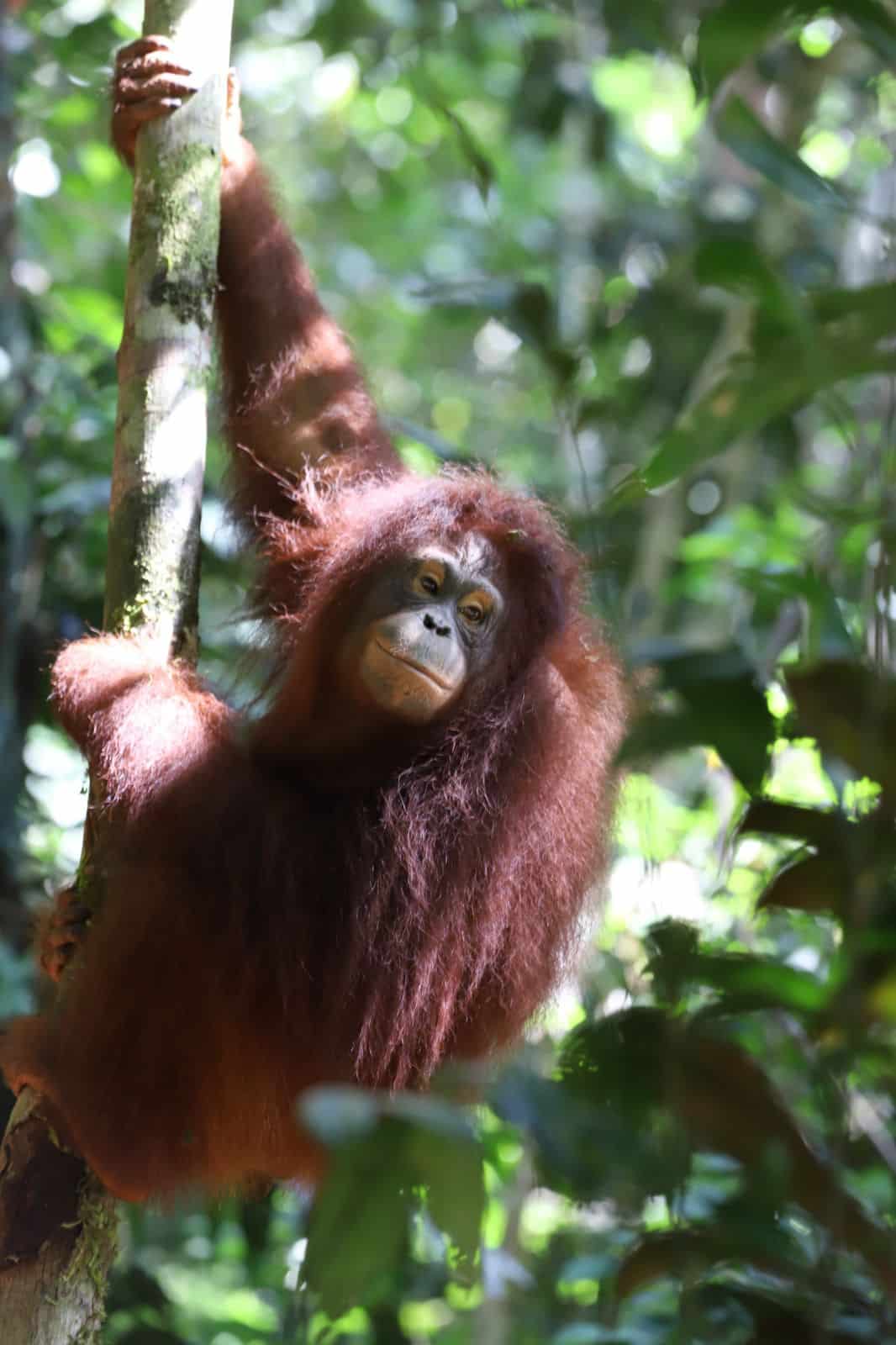 BKSDA Kalbar Tegaskan Video Viral Orang Utan Melawan Bulldozer Adalah Video Lama