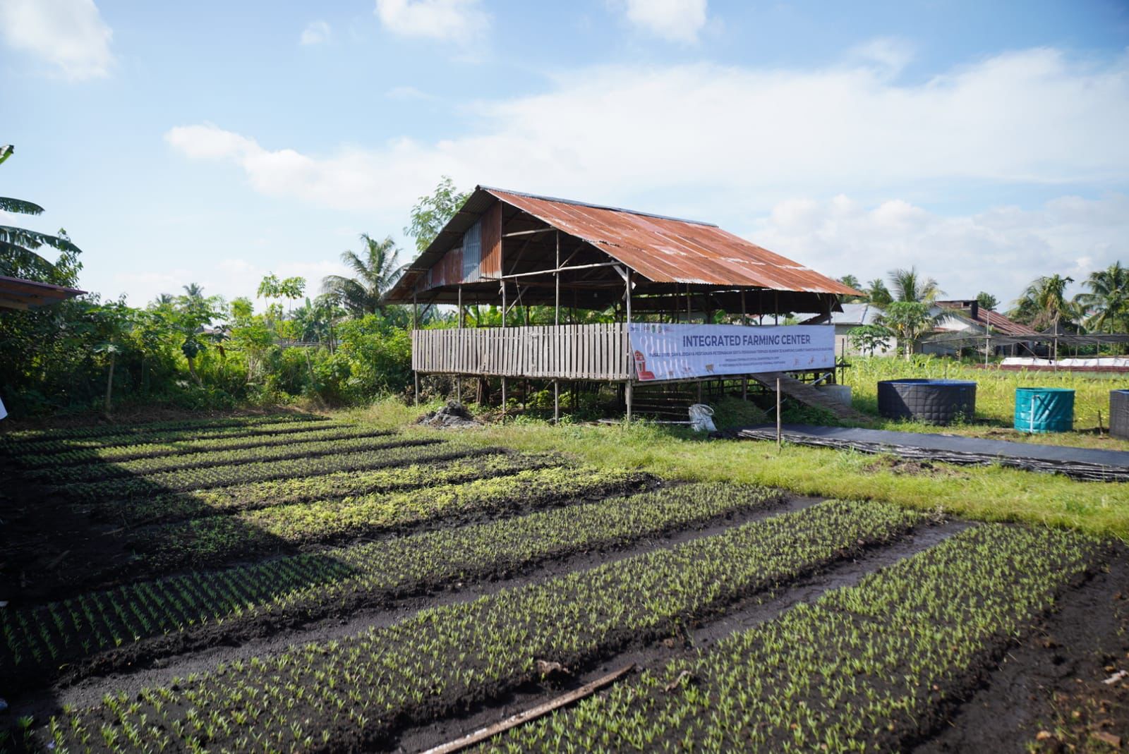 BUMRW 33 Pontianak Utara Sukses Kembangkan Pertanian dengan Memanfaatkan Lahan Gambut