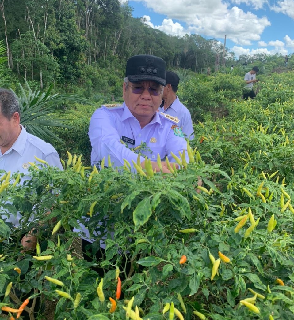 Usai Tanam Cabai di Pedalaman, Harisson-Windy Lanjut Panen Rawit di Desa Menyabo Sanggau