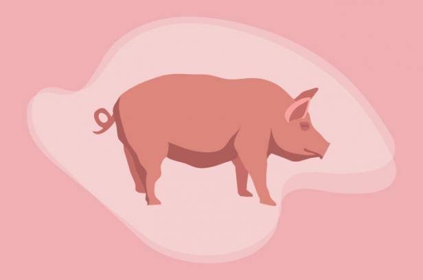 KSOP Berikan Sanksi Teguran ke Perusahaan yang Lakukan Bongkar Muat Babi di Kubu Raya