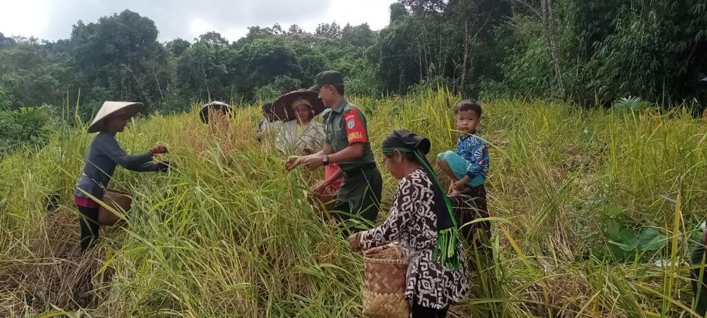 Perkuat Ketahanan Pangan Desa, Babinsa Koramil 1206-15/Suhaid Bantu Warga Panen Padi