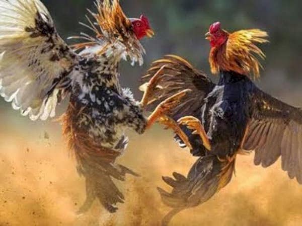 Kapolres Melawi Perintahkan Bakar Kelang Judi Sabung Ayam