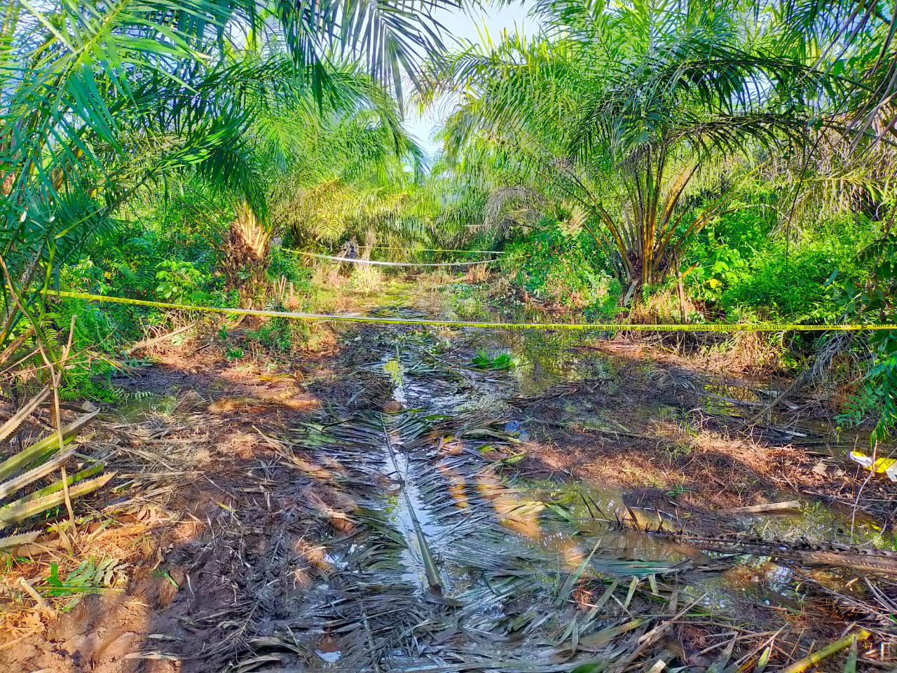 Mayat Pria Ditemukan Membusuk di Kebun Sawit PT Mitra Aneka Rezeki