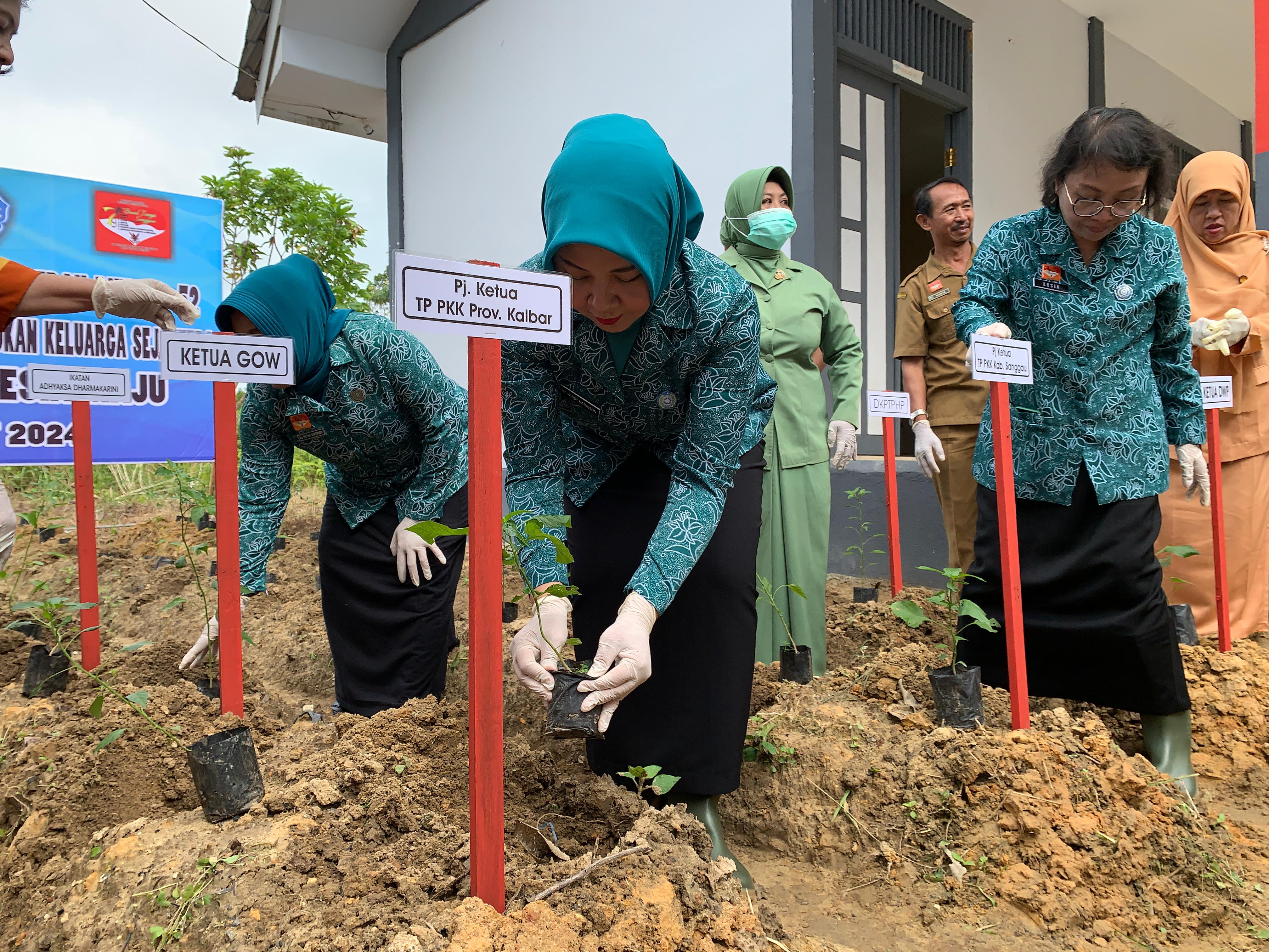 Upaya Kendalikan Inflasi, PKK se-Kalbar Masifkan Gerakan Tanam Cabai Serentak