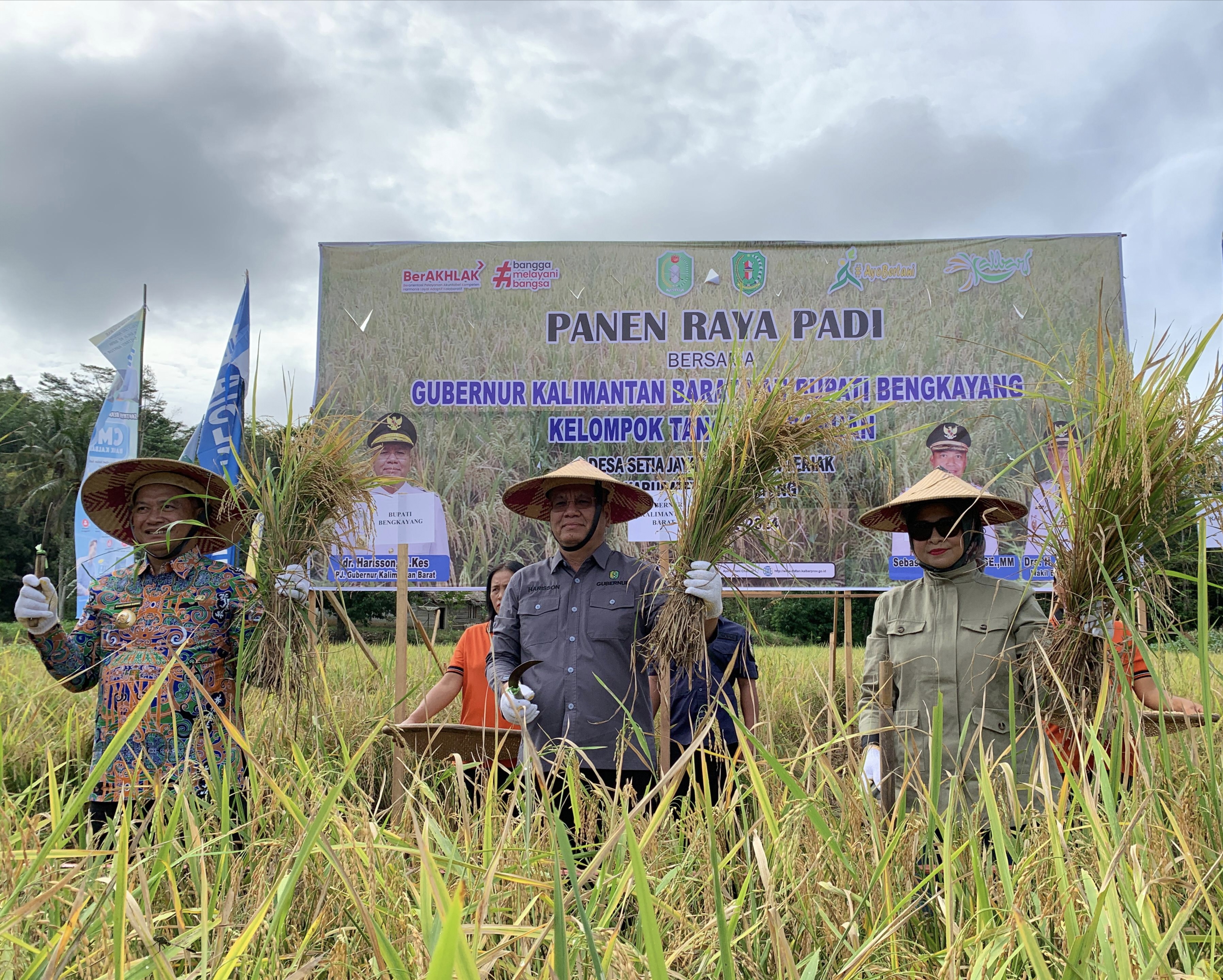 Harisson dan Windy Panen Padi Bersama Poktan Balo Banuan Bengkayang